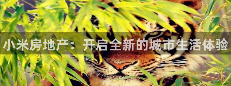 新宝5登录霸：小米房地产：开启全新的城市生活体验