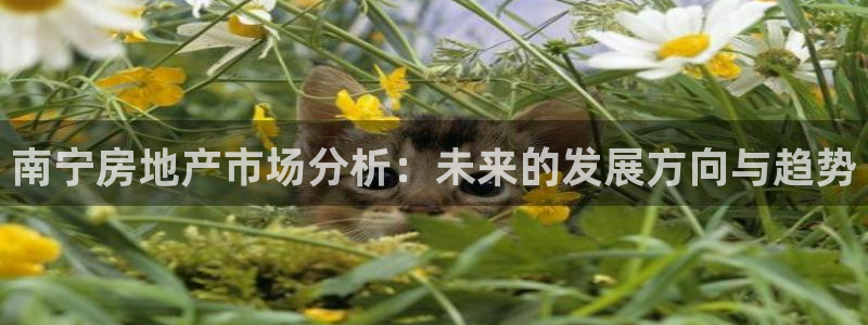 新宝5登录不了：南宁房地产市场分析：未来的发展方向与趋势