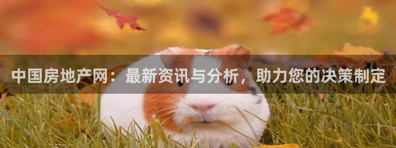 新宝G5：中国房地产网：最新资讯与分析，助力您的决策制定